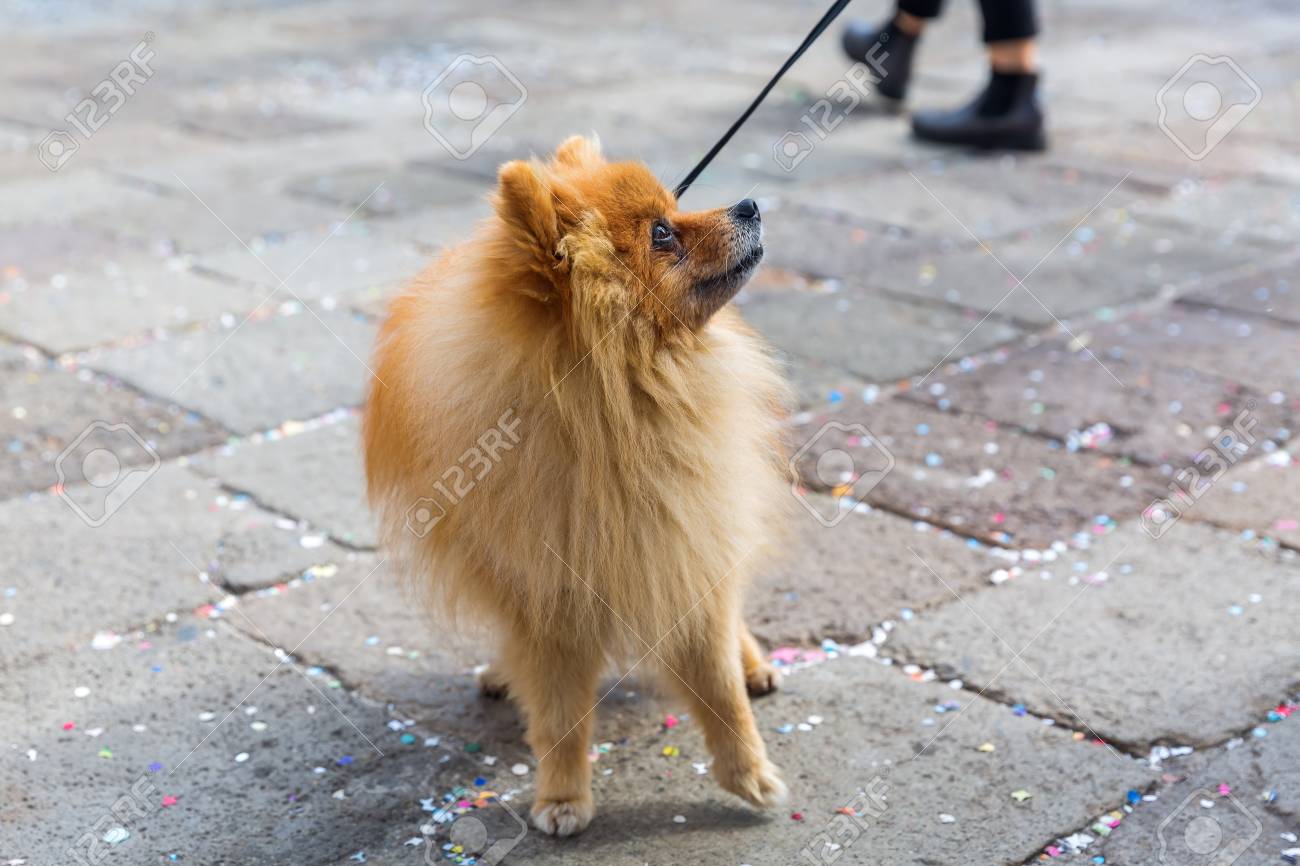 deshed german shepherd