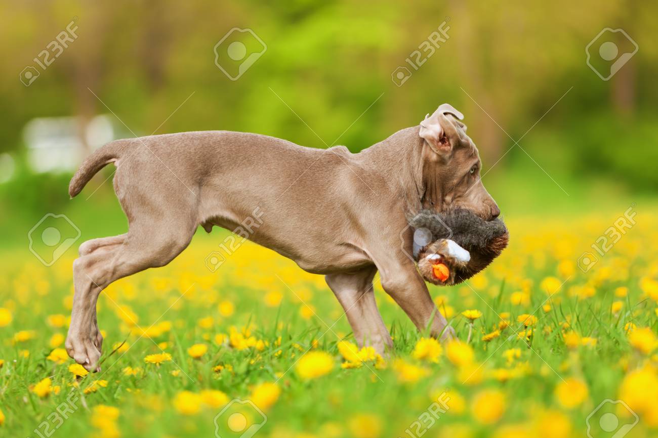 weimaraner peluche