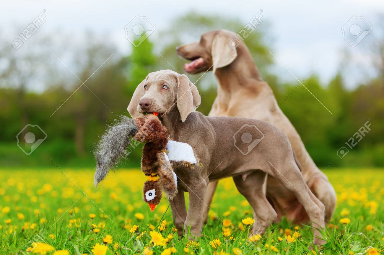 weimaraner peluche