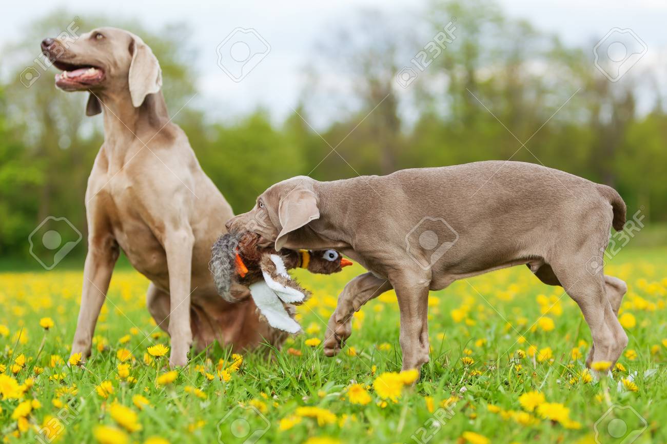 weimaraner peluche