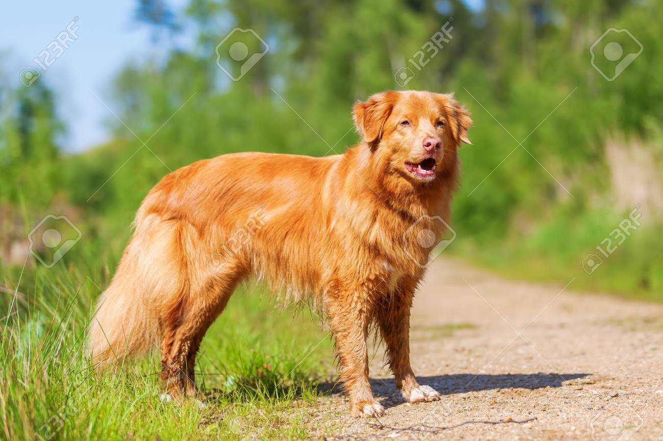 buy nova scotia duck tolling retriever
