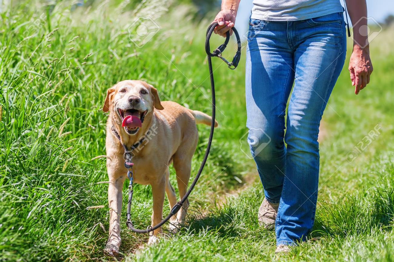 labrador hiking