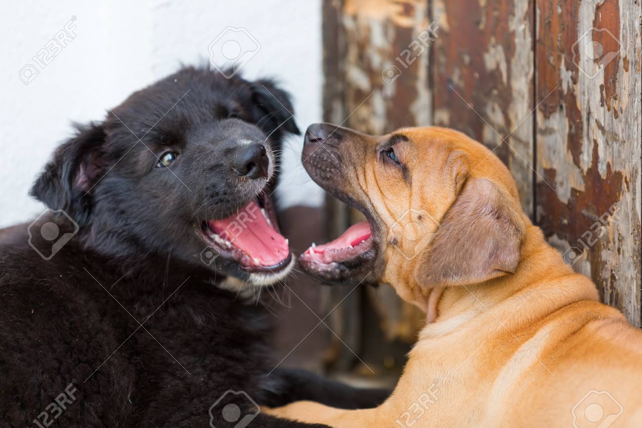 australian ridgeback puppy