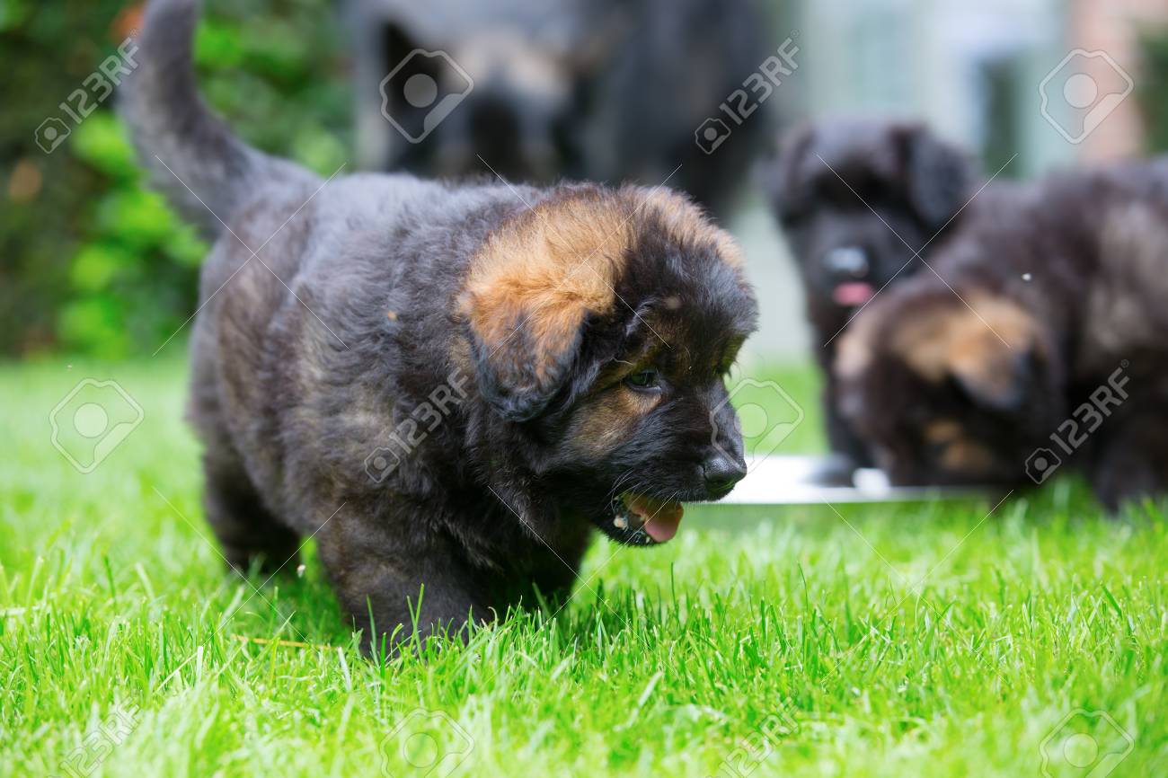 芝生の上を歩くかわいい古いジャーマン シェパード子犬 の写真素材 画像素材 Image