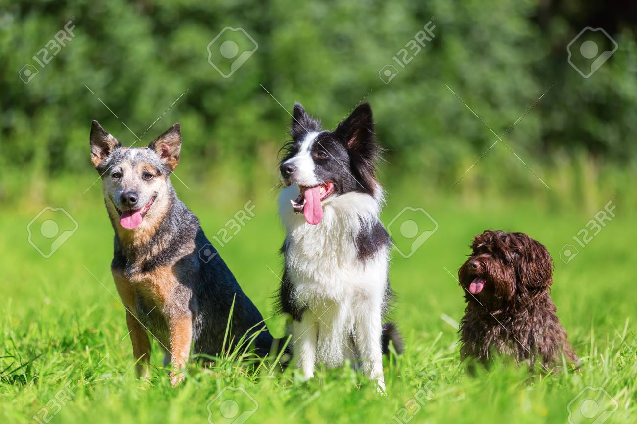 border collie cattle dog