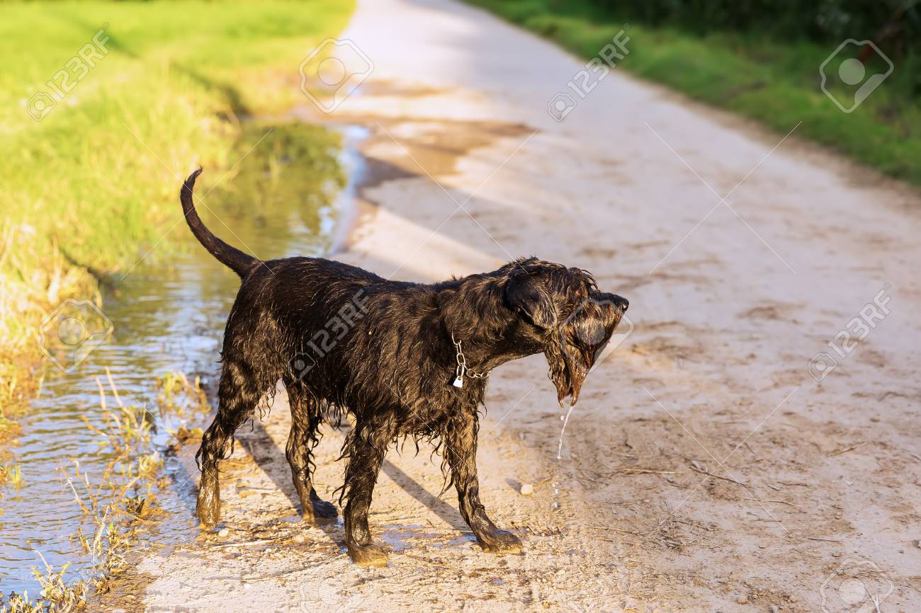 wet schnauzer