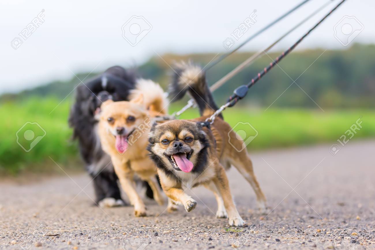 leash for walking 3 dogs
