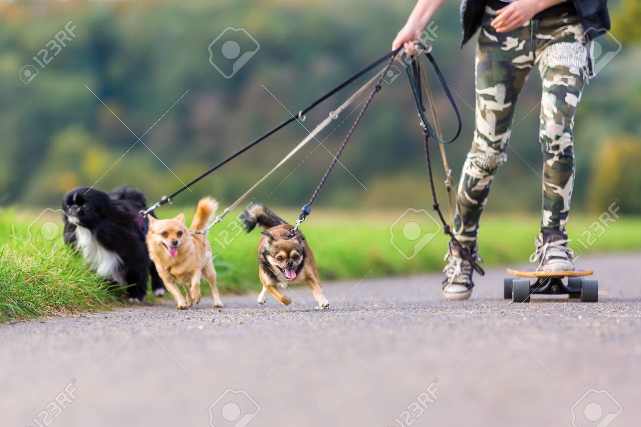 three dog leash