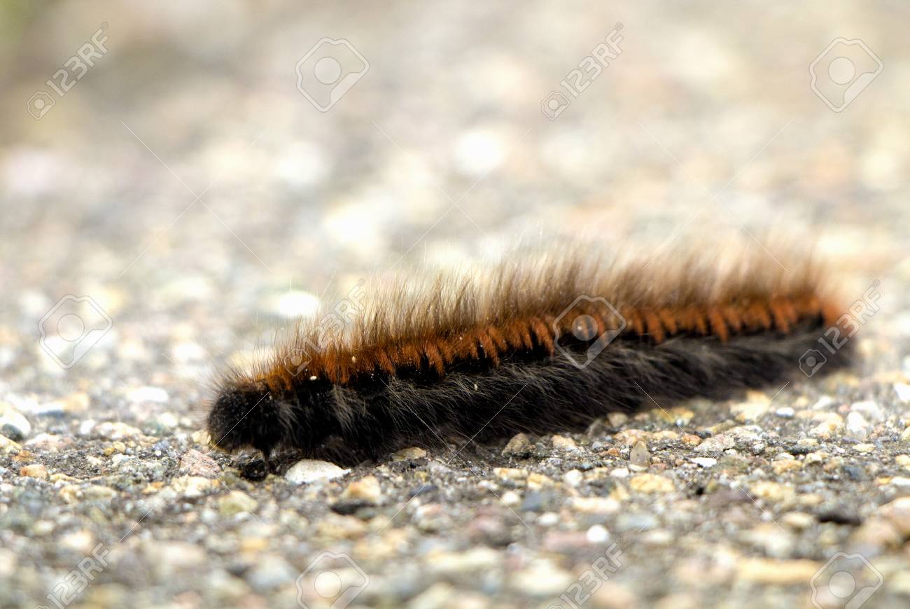 Black And Orange Hairy Larvae Moving On Asphalt In Autumn Stock Photo Picture And Royalty Free Image Image