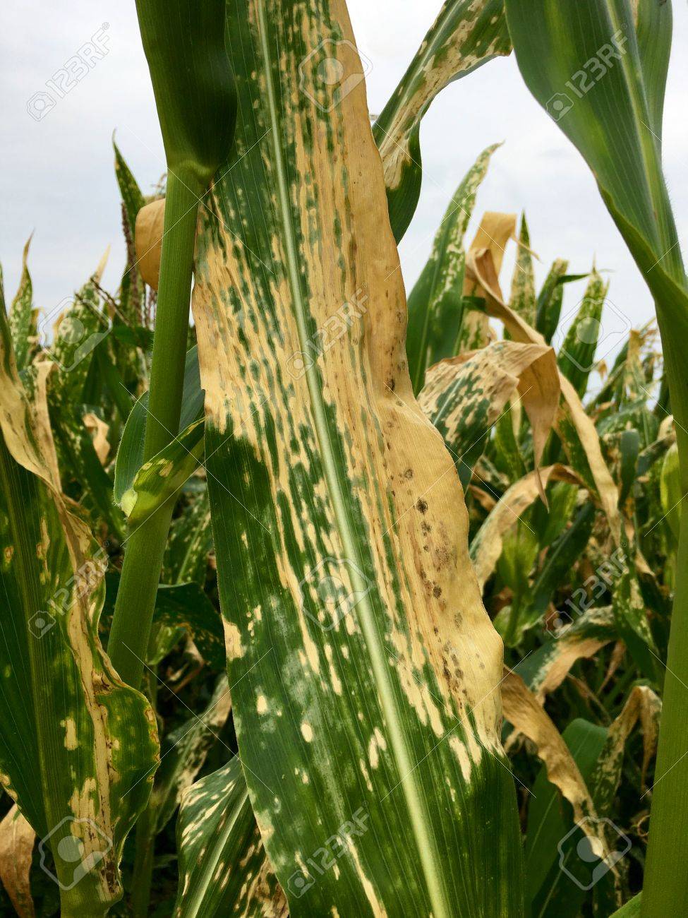 Helminthosporium turcicum en sorgo - Ami a férgeknek néz ki, mint egy személy - fénykép