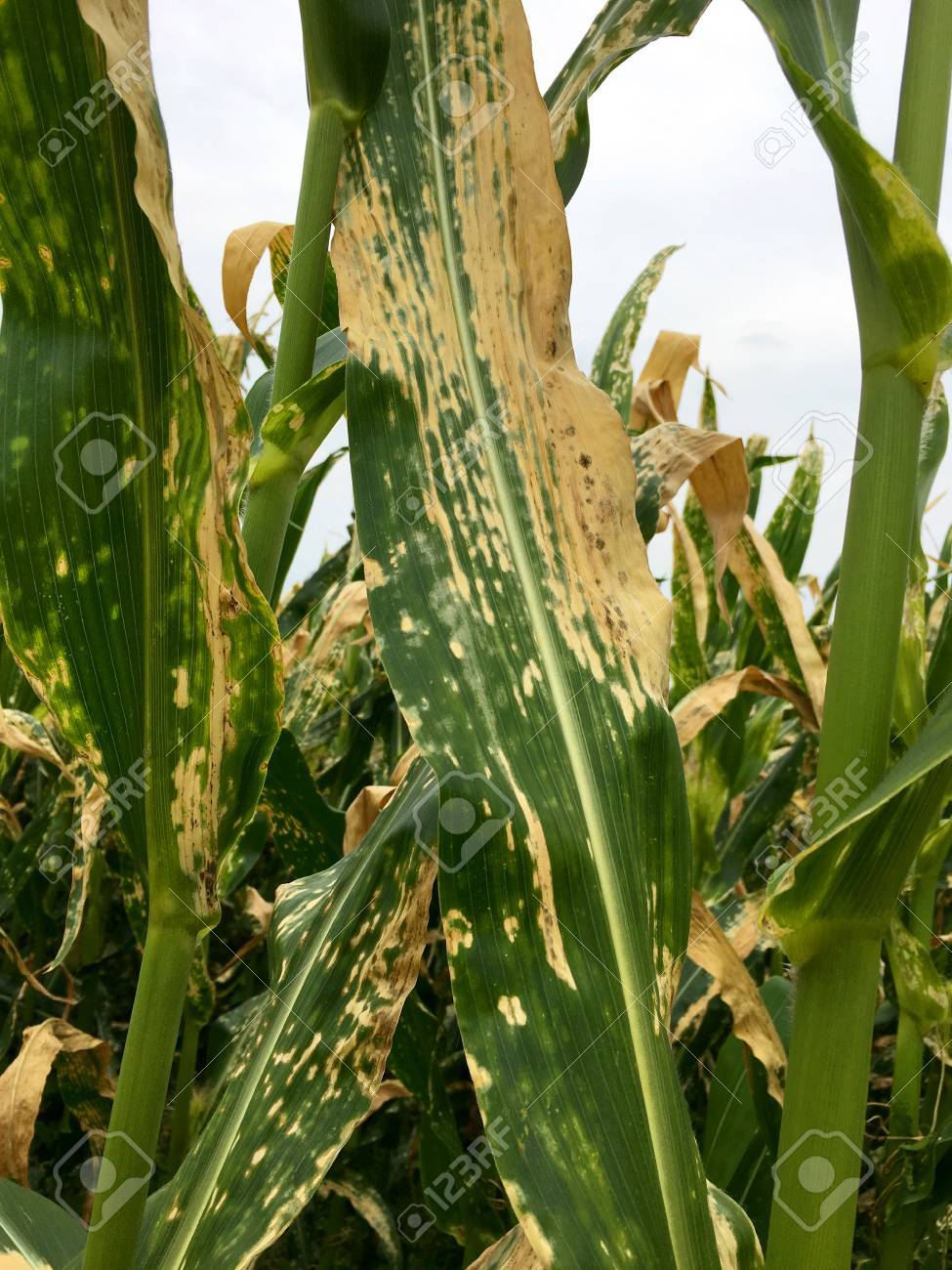 helminthosporium turcicum milho gyógyítja a beleket és a rossz leheletet