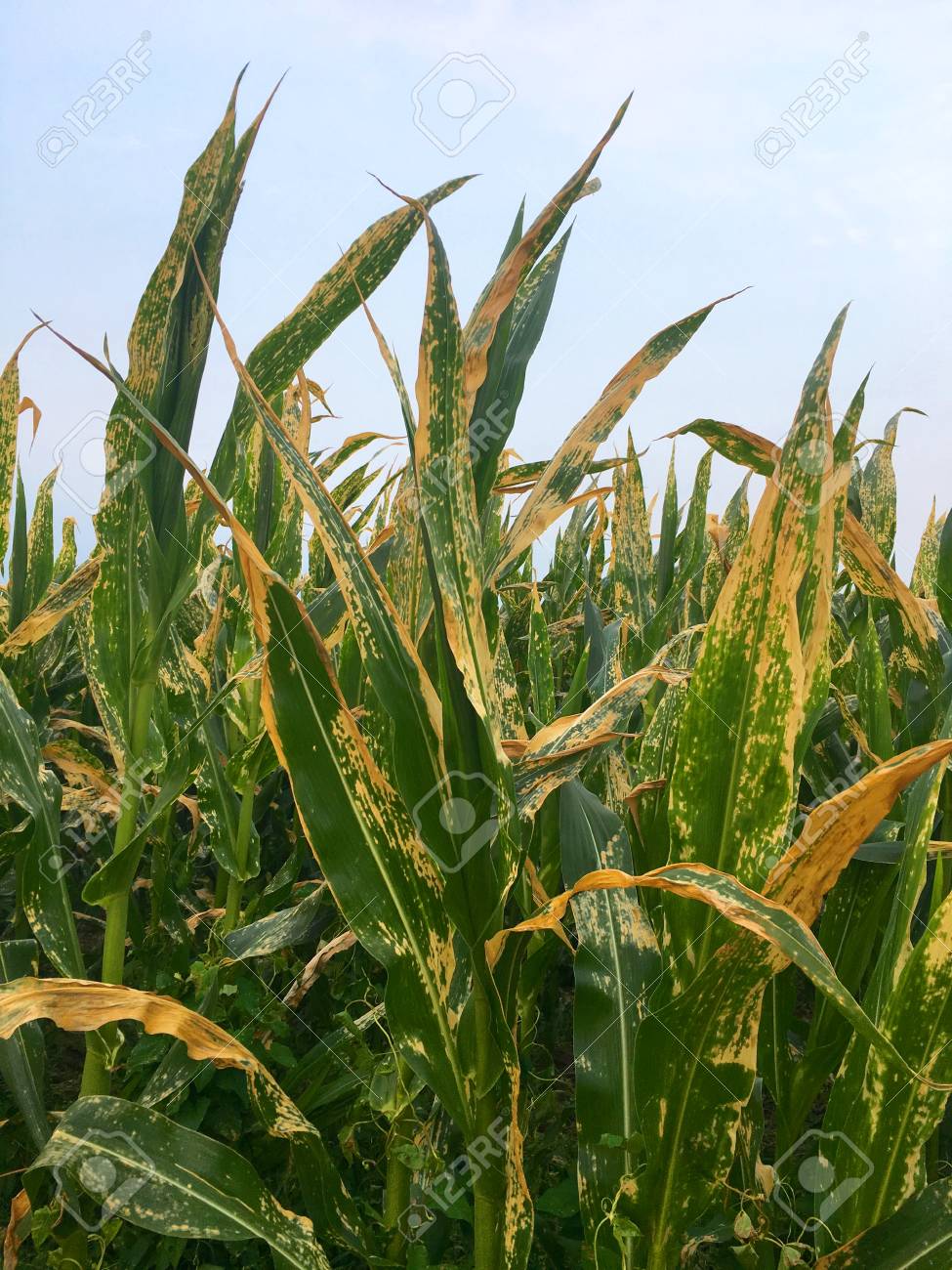 Helminthosporium turcicum en sorgo - Ami a férgeknek néz ki, mint egy személy - fénykép