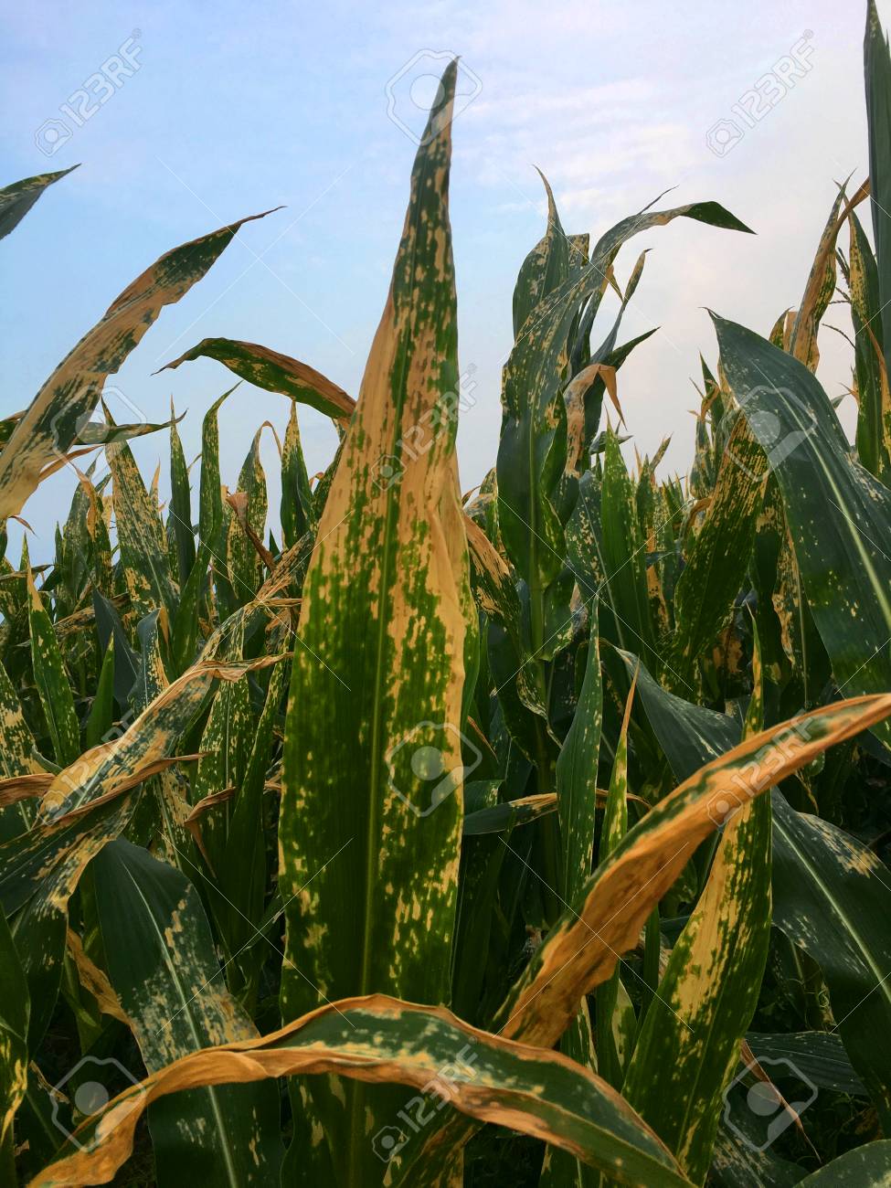 helminthosporium turcicum milho hogyan lehet gyermeket kezelni férgek számára évente