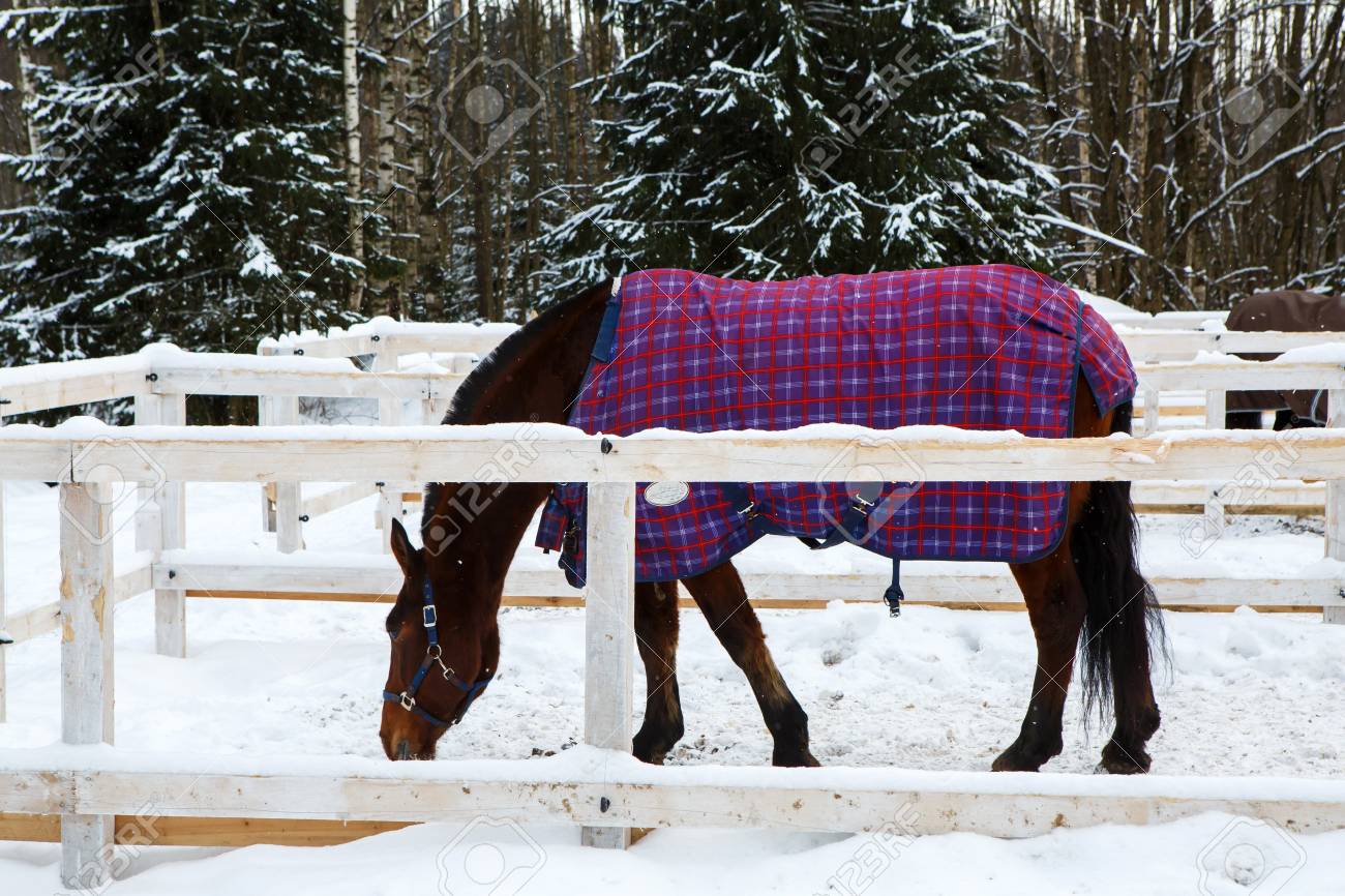 Winter Horse Blankets >> Horse Winter Blankets Winter Horse Blankets >> Horse Winter Blankets