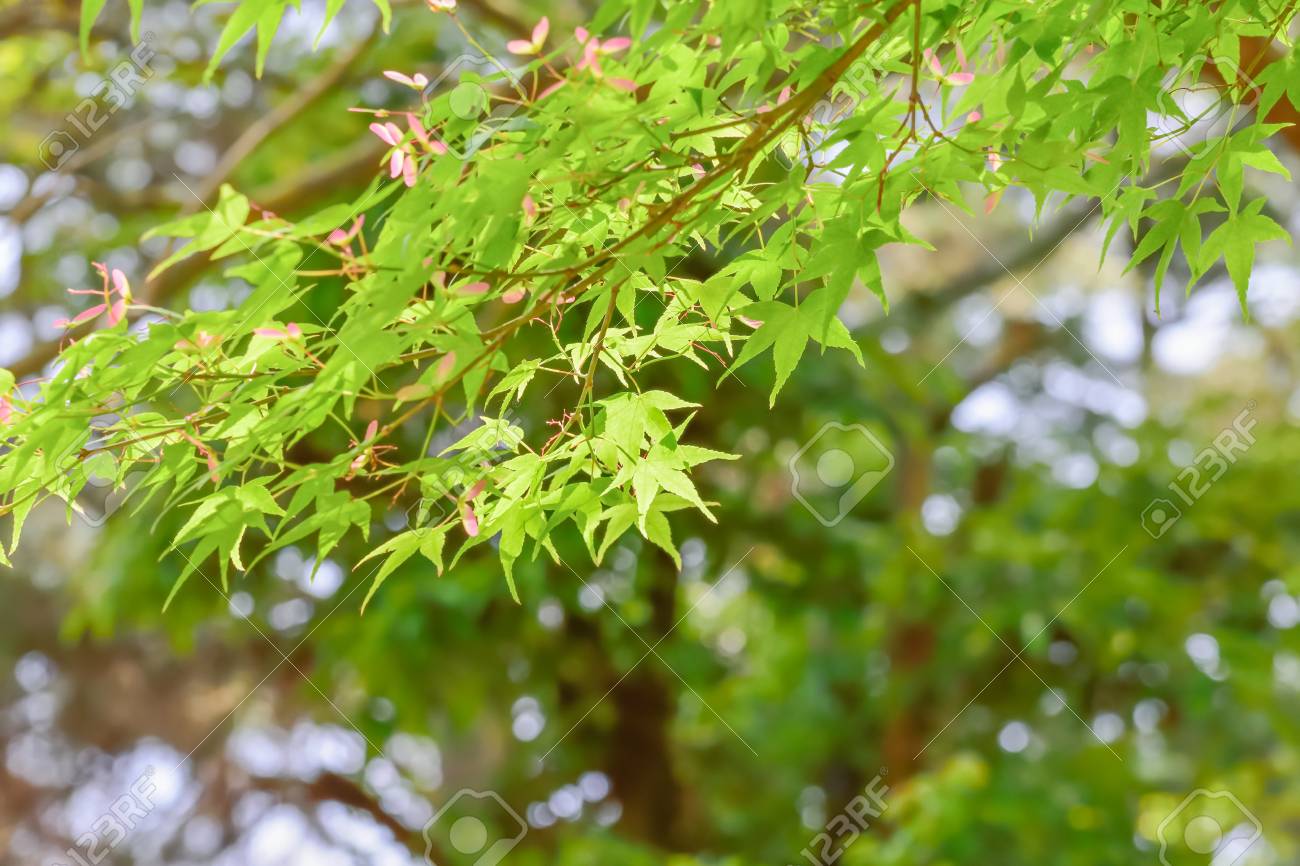 新鮮な緑のもみじ の写真素材 画像素材 Image