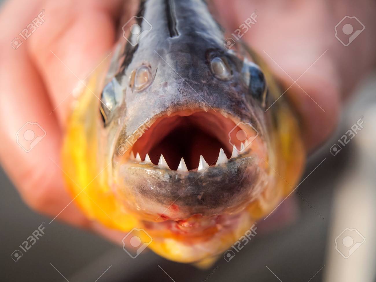 ブラジル パンタナールのピラニア の写真素材 画像素材 Image