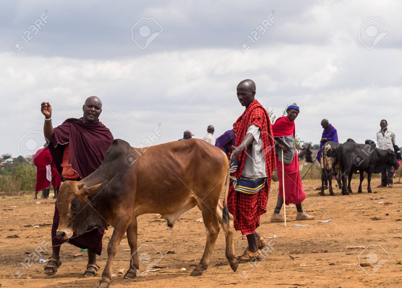 Handeni タンザニア 15 年 8 月 1 日 毎週土曜日牛 Handeni 地域 タンザニア アフリカのマサイ族市場します の写真素材 画像素材 Image