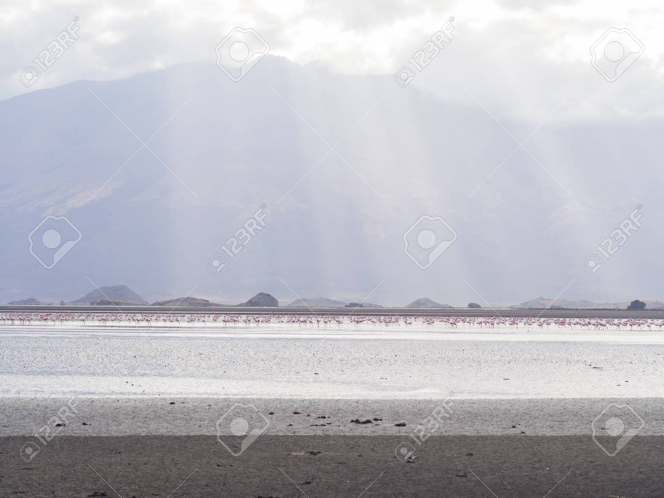 タンザニア ナトロン湖ではフラミンゴの群れ の写真素材 画像素材 Image