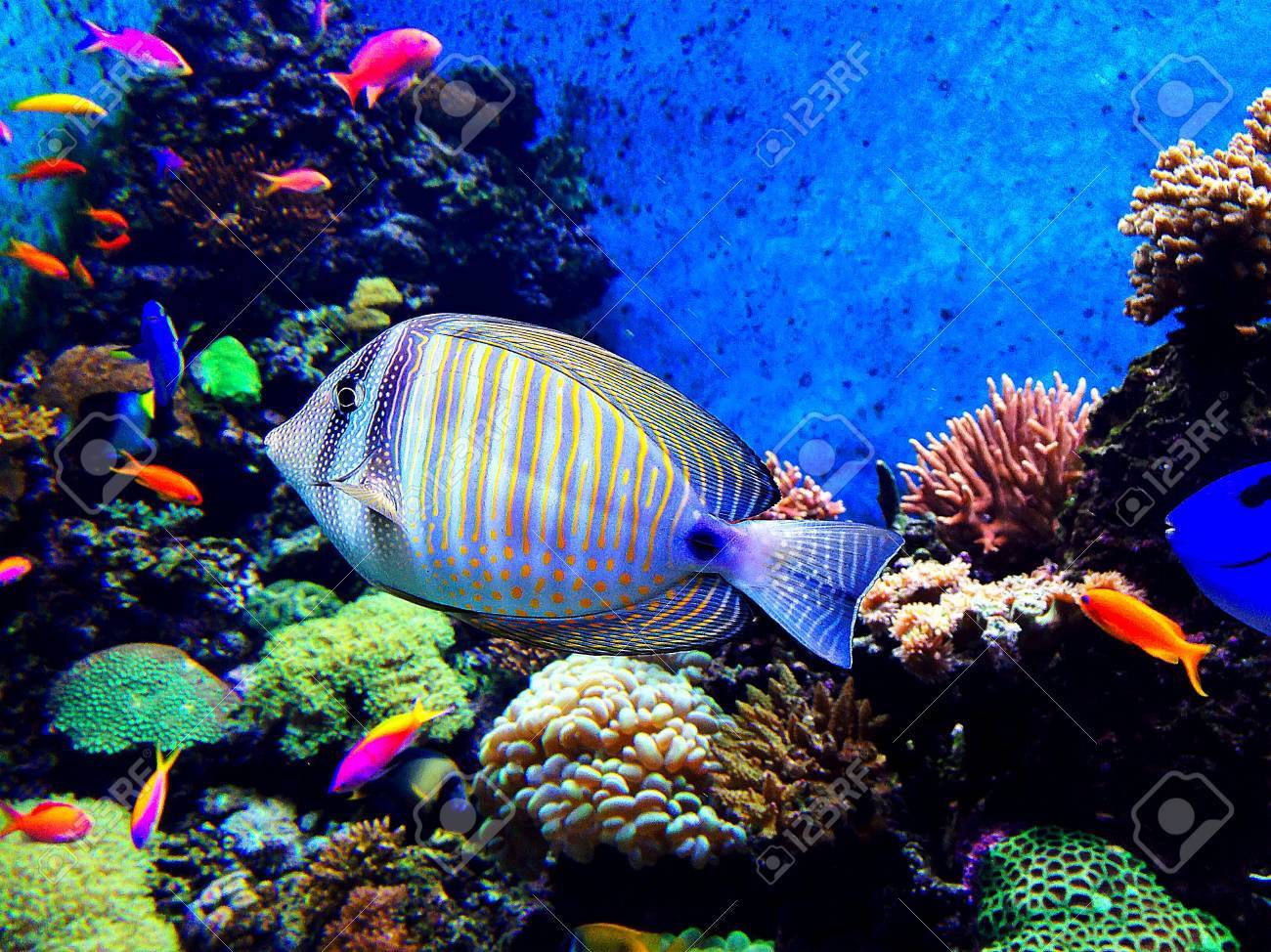 水槽の中の魚します の写真素材 画像素材 Image