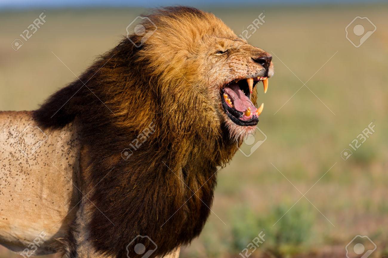 Roaring Lion Notch 2 In Masai Mara, Kenya Stock Photo, Picture and Royalty  Free Image. Image 79075564., image size:1300x866