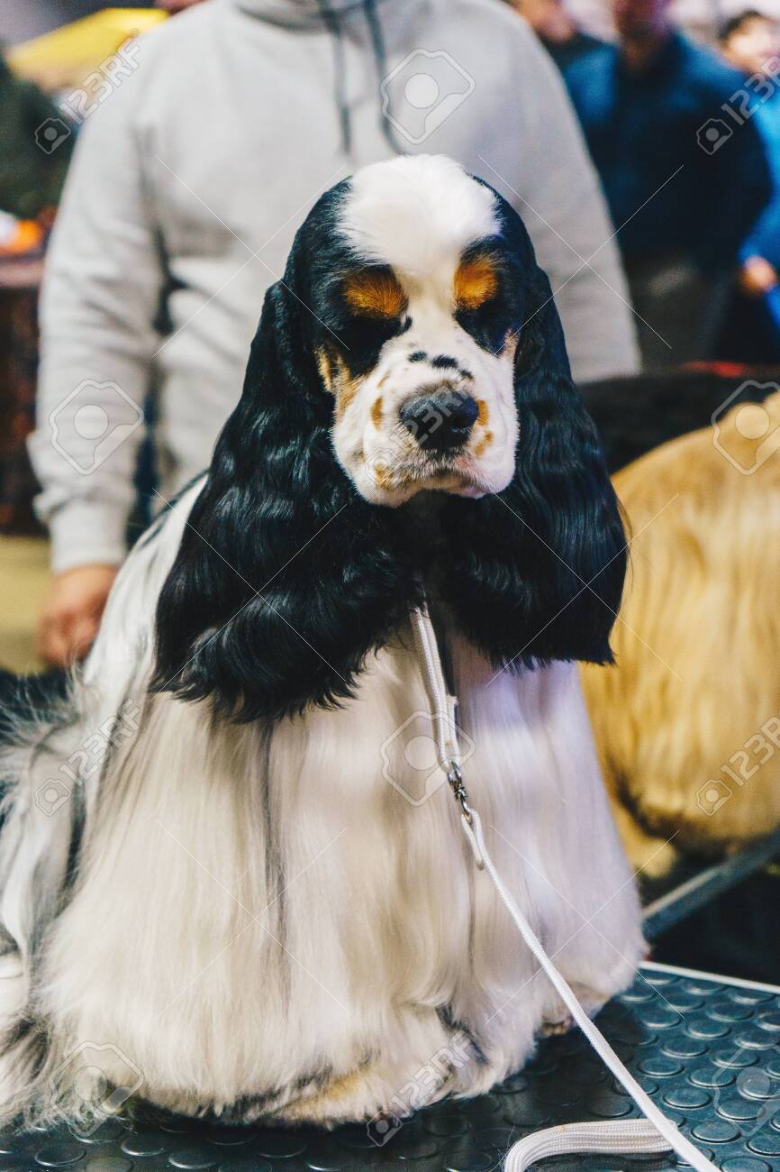 black and white show cocker spaniel