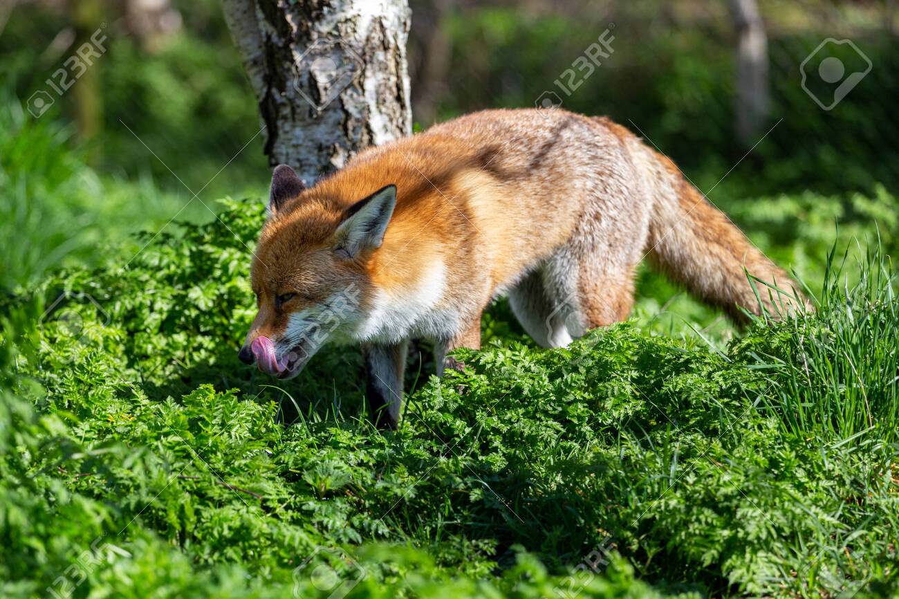 137677612-the-red-fox-vulpes-vulpes-is-the-largest-of-the-true-foxes.jpg