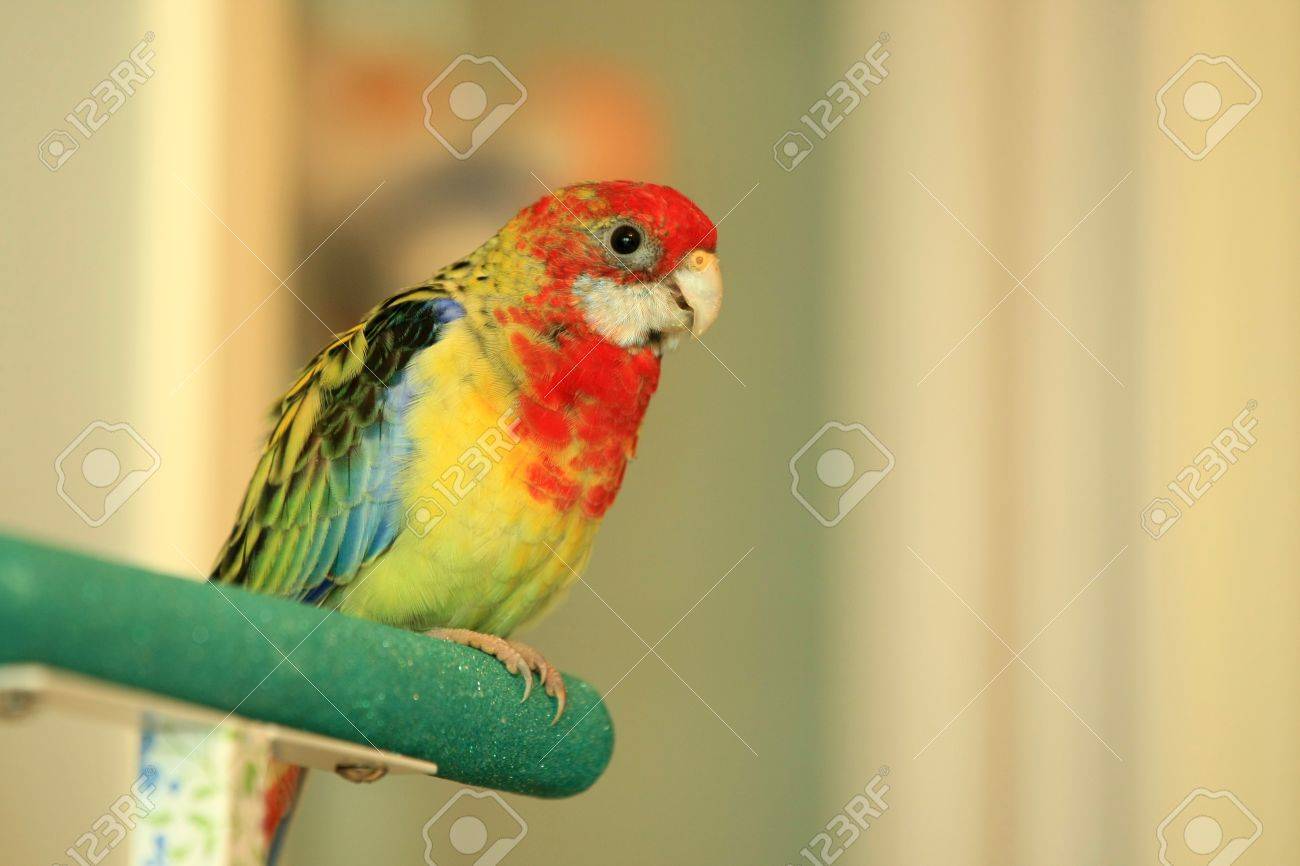 rosella parakeet