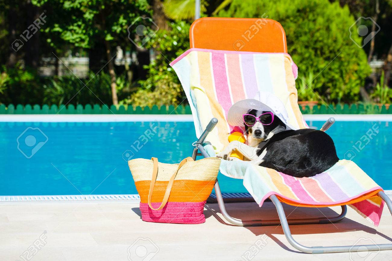 dog deck chair