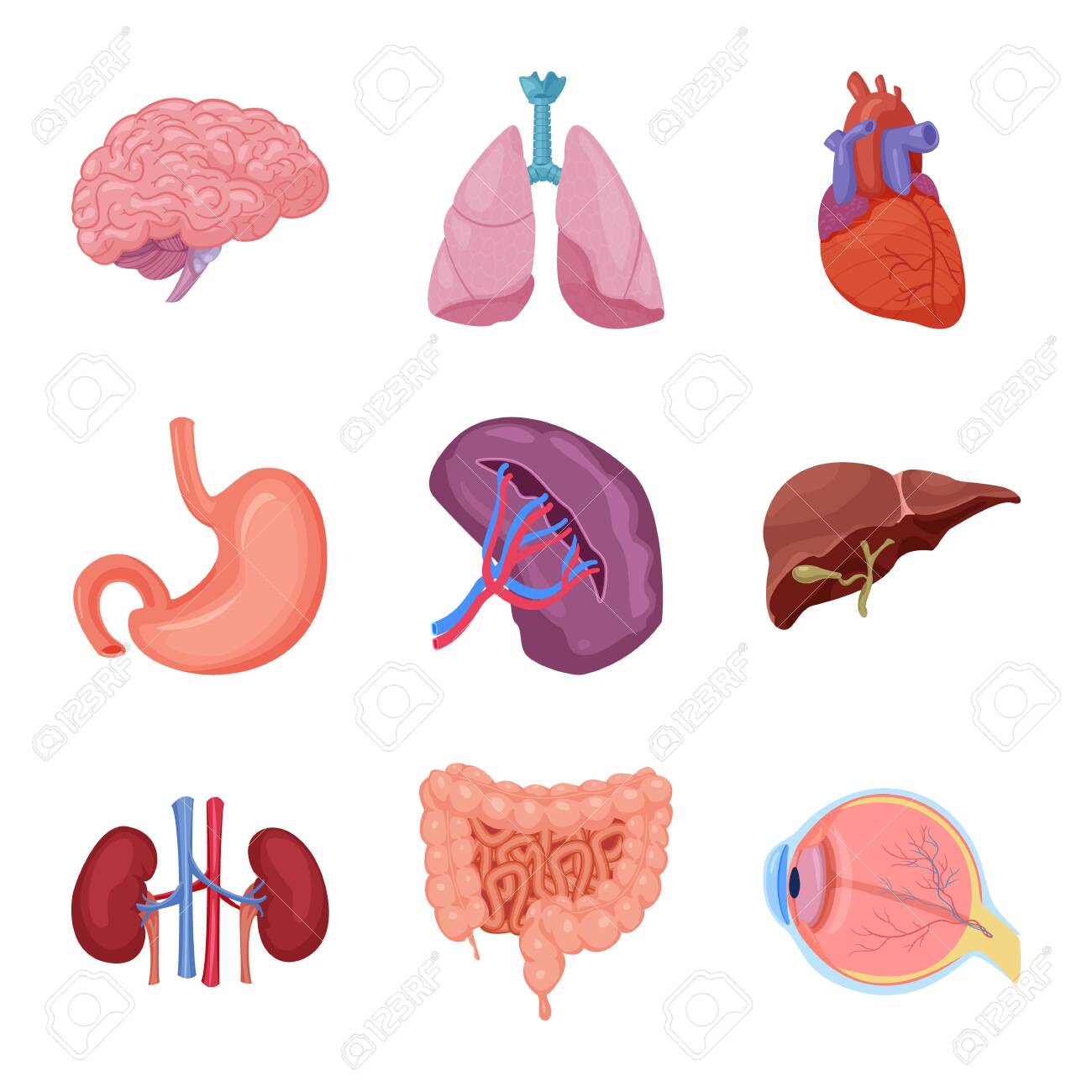 Isolated object of body and human icon. Collection of body and medical stock vector illustration. - 129134319 Isolated object of body and human icon. Collection of body and medical stock vector illustration. - 129134319