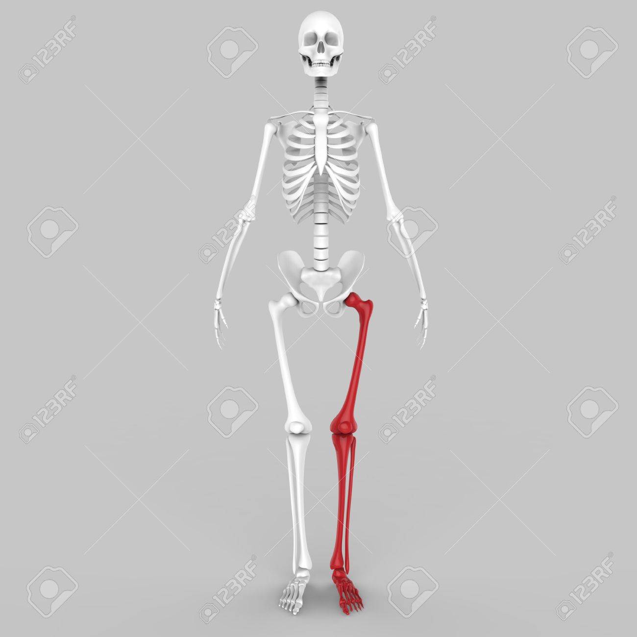 Human Skeleton Leg Joint Stock Photo Picture And Royalty Free Image Image