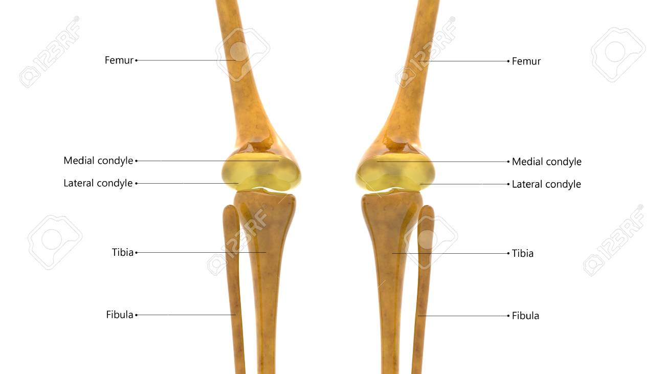Que es una articulacion en el cuerpo humano