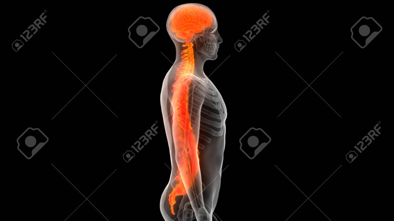 脳脊髄人体骨格解剖の一部と の写真素材 画像素材 Image 脳脊髄人体骨格解剖の一部と の写真素材 画像素材 Image