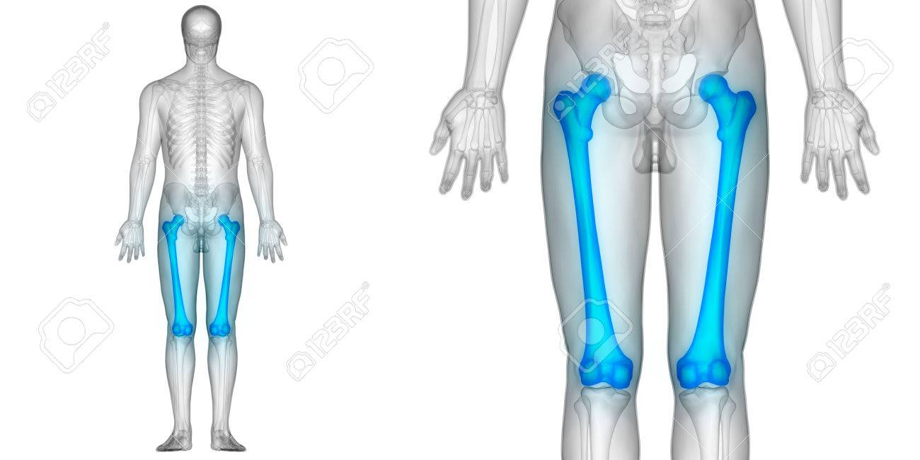 人体骨関節の痛みの解剖学 大腿骨 の写真素材 画像素材 Image