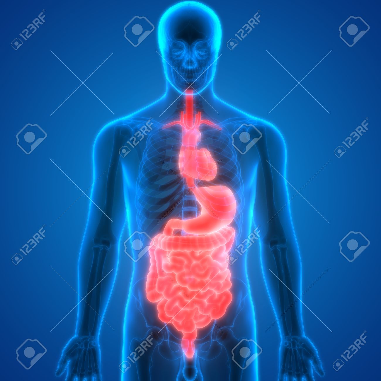 Menschlicher Korper Organe Anatomie Herz Mit Magen Darm System Lizenzfreie Fotos Bilder Und Stock Fotografie Image