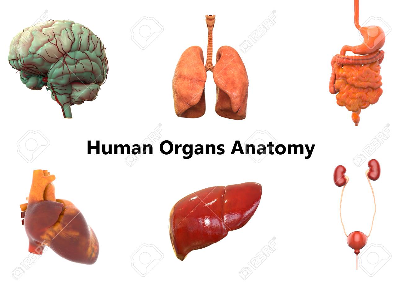 Menschlicher Korper Organe Anatomie Gehirn Lunge Magen Darm System Herz Leber Und Nieren Lizenzfreie Fotos Bilder Und Stock Fotografie Image 71124340