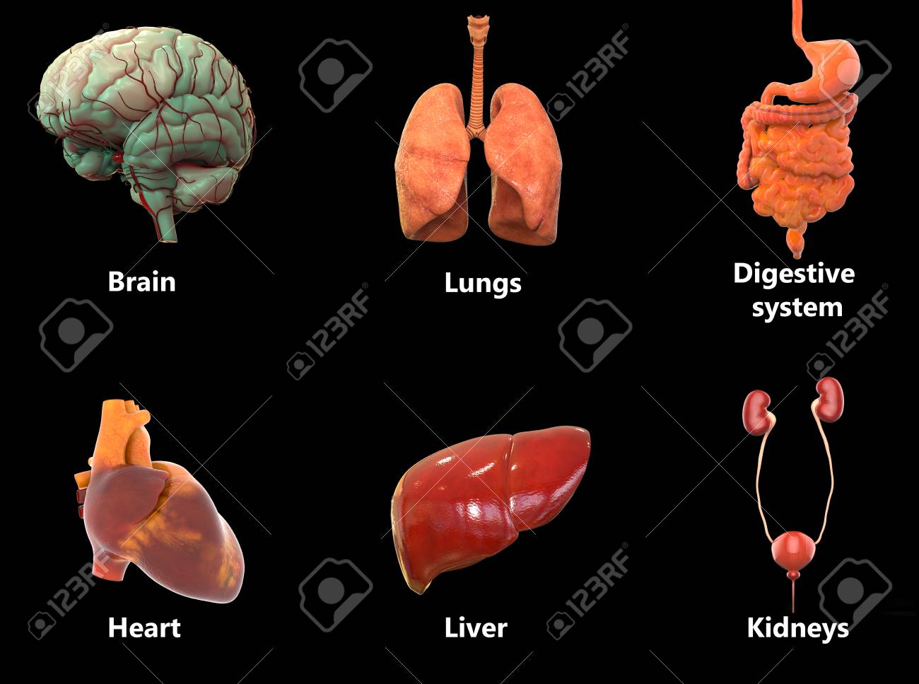 Menschlicher Korper Organe Anatomie Gehirn Lunge Magen Darm System Herz Leber Und Nieren Lizenzfreie Fotos Bilder Und Stock Fotografie Image 70376164