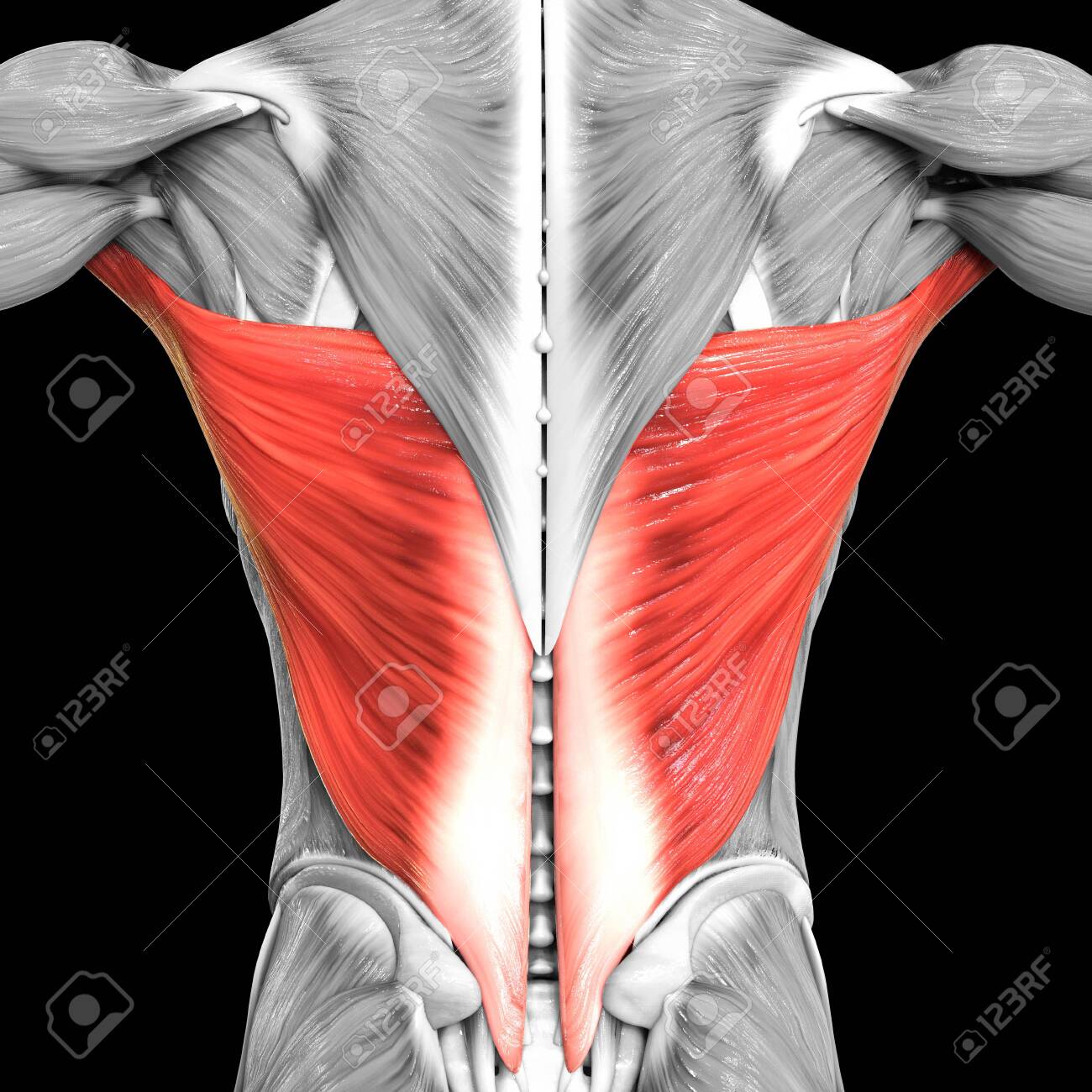 3d Illustration Concept Of Human Muscular System Torso Muscles Latissimus Dorsi Muscle Anatomy Stock Photo Picture And Royalty Free Image Image 151194785