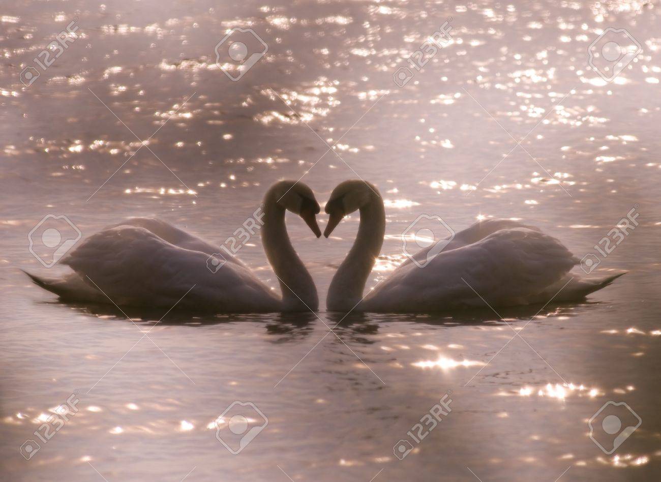 Deux Beaux Cygnes Formant Un Coeur Avec La Lumiere Environnante Romantique Bon Pour La Saint Valentin Banque D Images Et Photos Libres De Droits Image