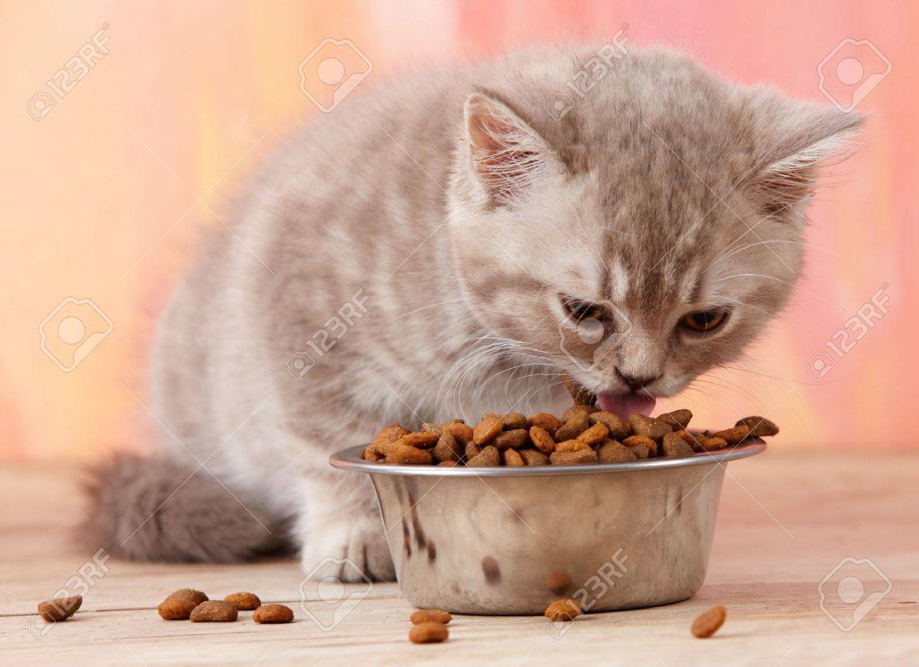 kittens eating