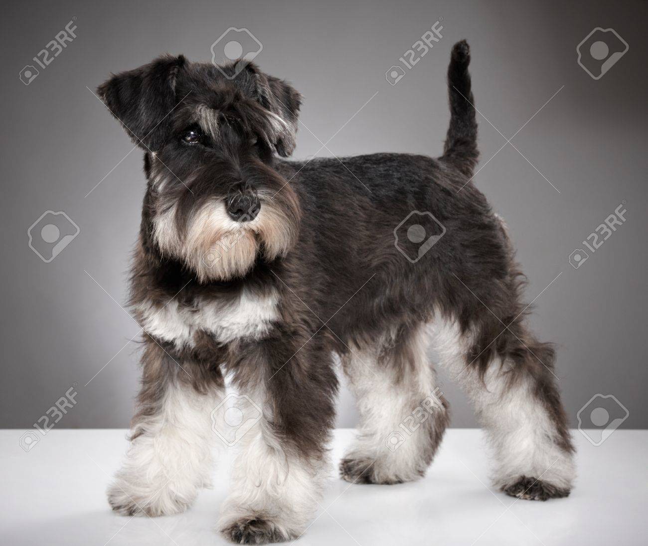 free schnauzer puppies