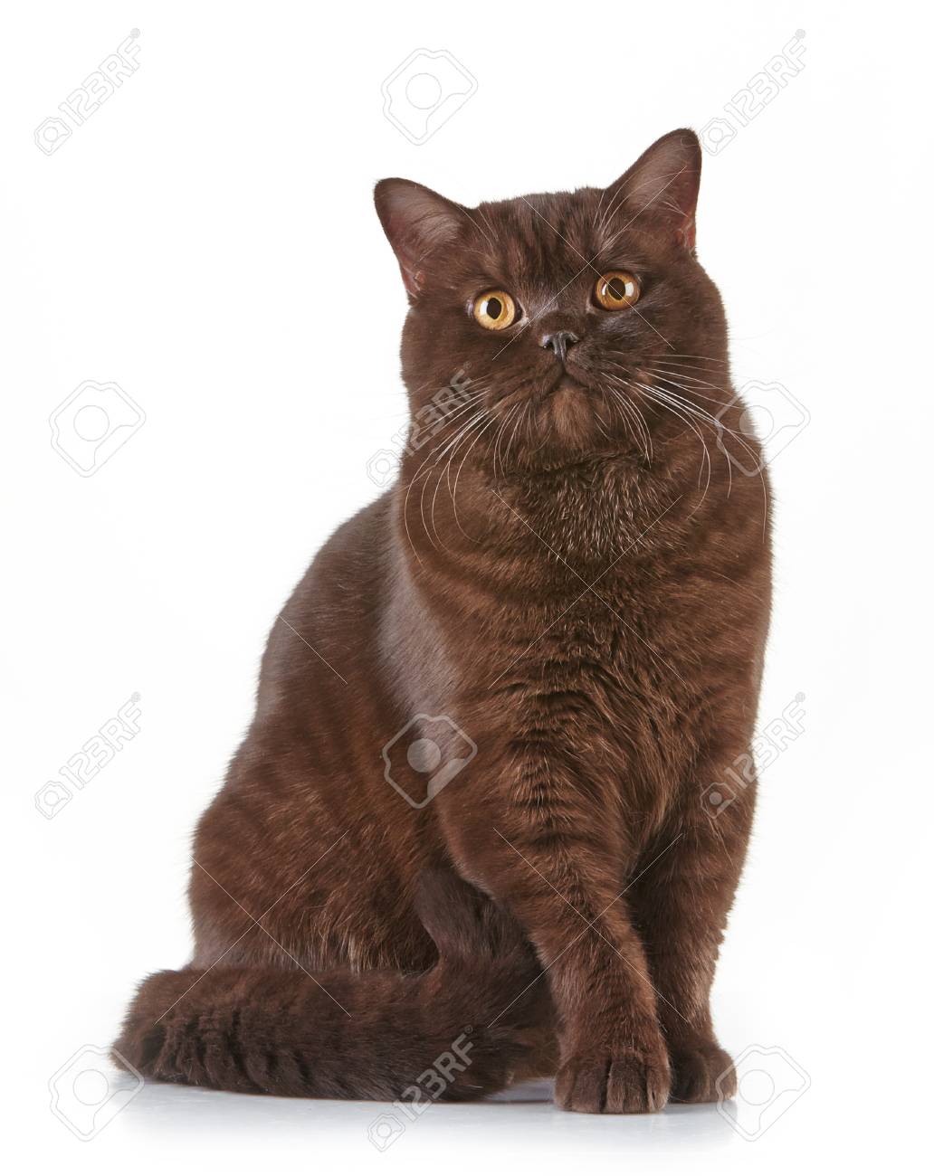 Portrait Of Brown British Short Hair Cat Stock Photo Picture And Royalty Free Image Image