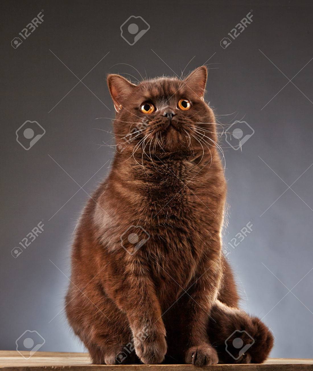 Portrait Of Brown British Shorthair Cat Studio Shot Stock Photo