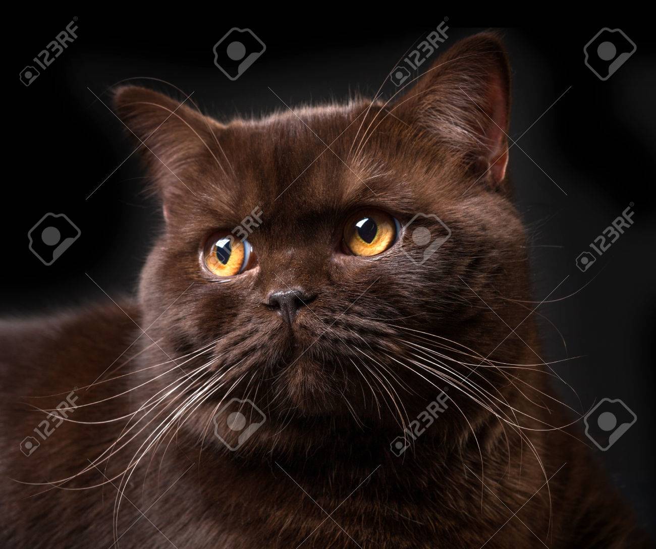 Portrait Of Brown British Shorthair Cat Studio Shot Stock Photo