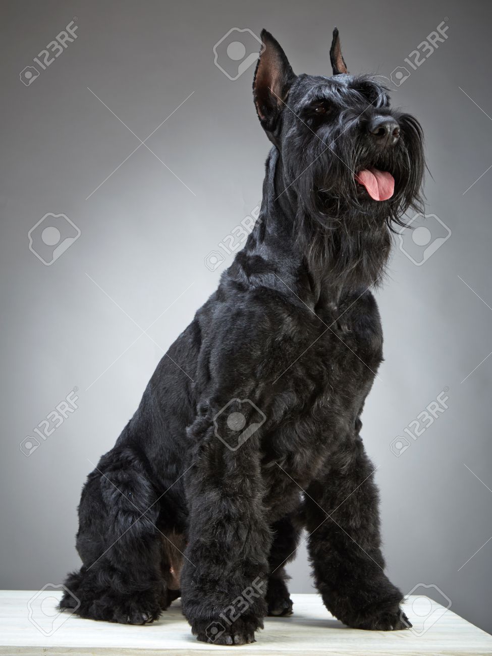 giant schnauzer gray