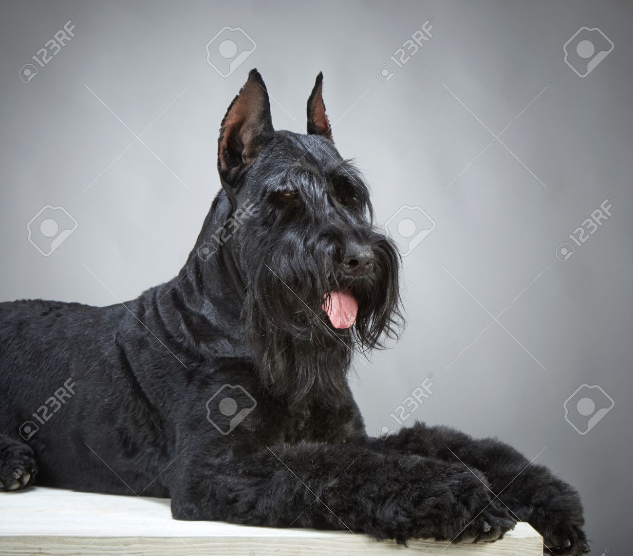 giant schnauzer gray