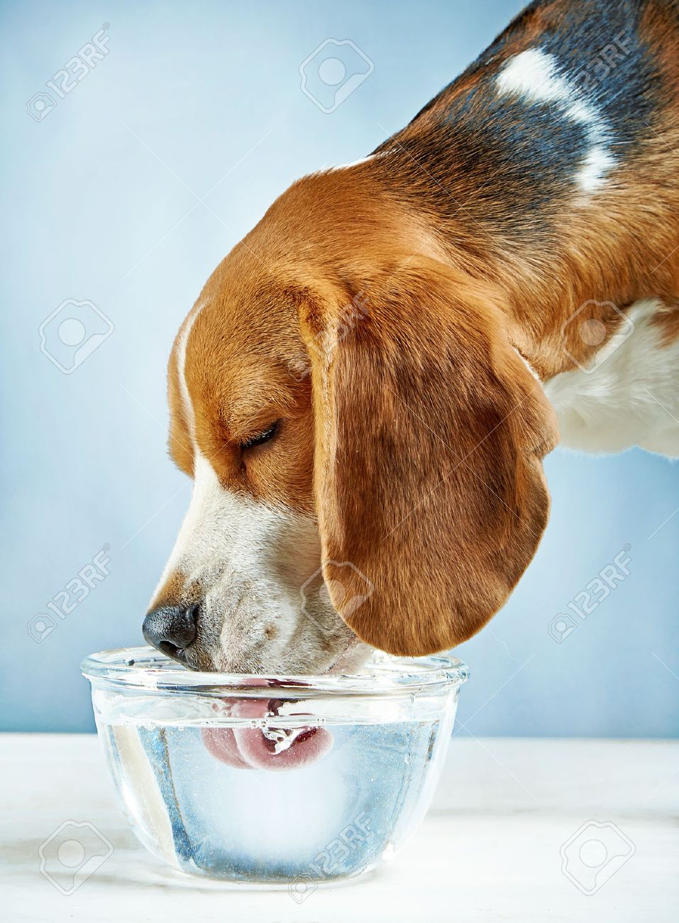 dog drinking water