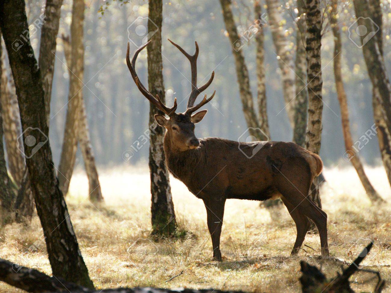 鹿秋の森の大きい木 葉は 倒れた木 の写真素材 画像素材 Image