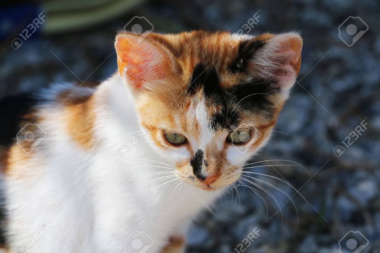 小さな三色ホームレス猫座って屋外の肖像画 魅力的な目 長いひげ 白 赤 黒の毛皮 の写真素材 画像素材 Image