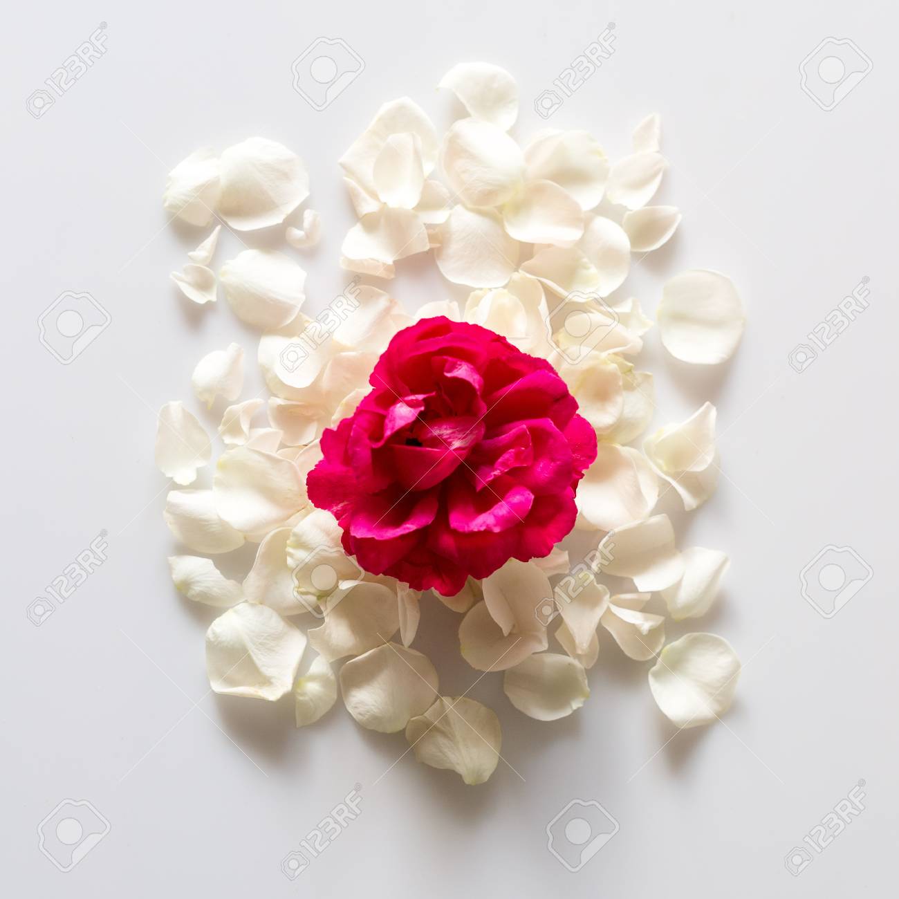 White Rose Petals On White Background Romantic Theme Stock Photo