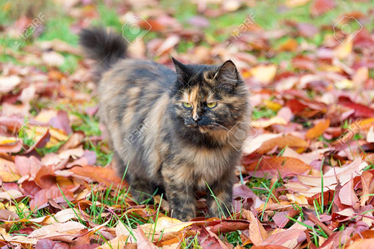 Chat En Automne Parc Tortue Chaton Marchant Sur Des Feuilles Mortes Colorees En Plein Air Banque D Images Et Photos Libres De Droits Image 2726